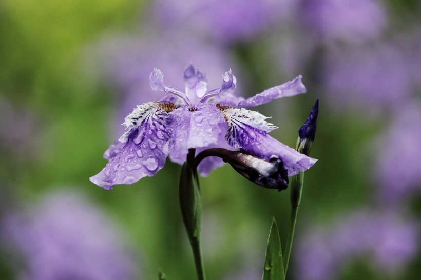 雨中鸢尾花图片