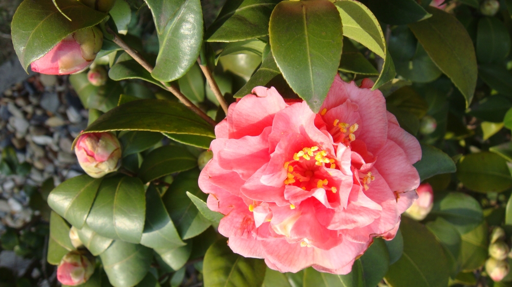 摄影缤纷艳丽的山茶花清新花草图片