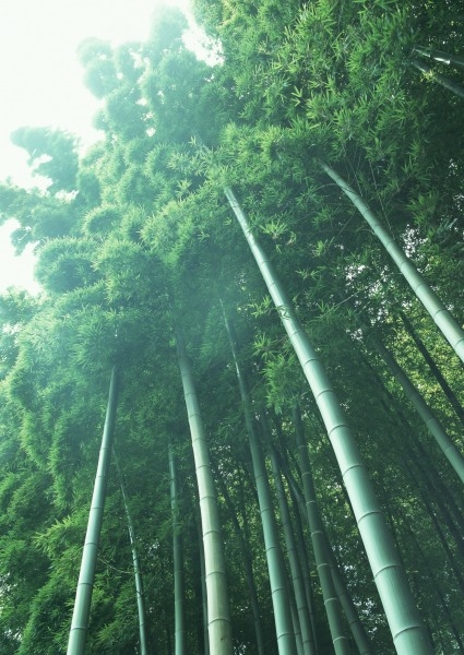 夏日的竹林图片
