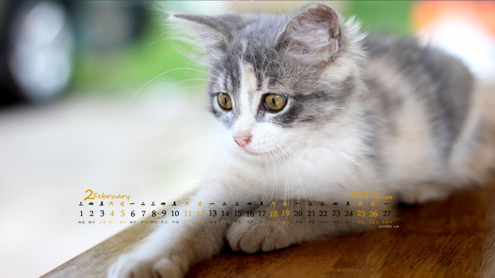 2017年2月萌宠猫日历壁纸