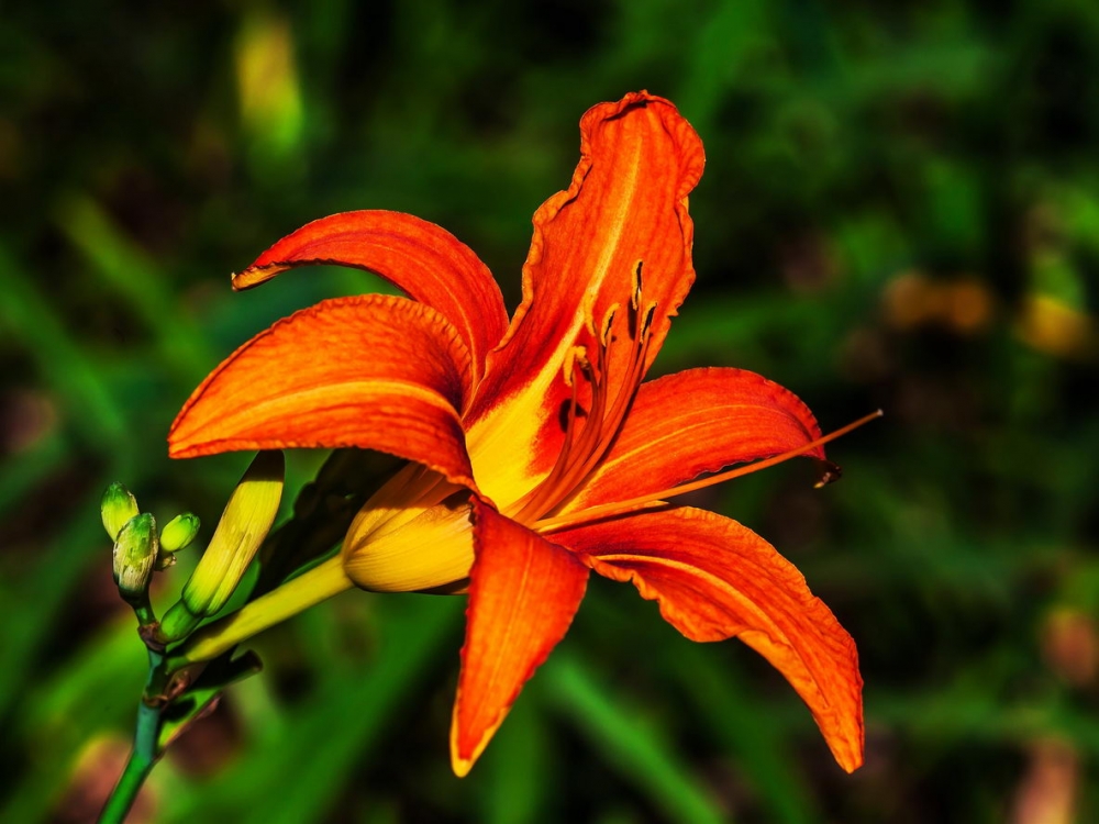 灿烂萱草花高清电脑桌面壁纸