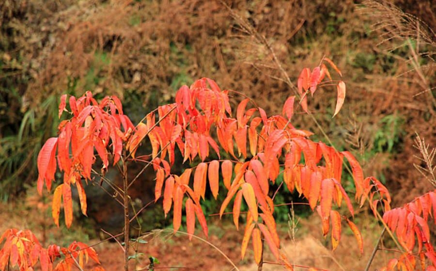 杀肥猪迎大年 农村过年气氛好浓