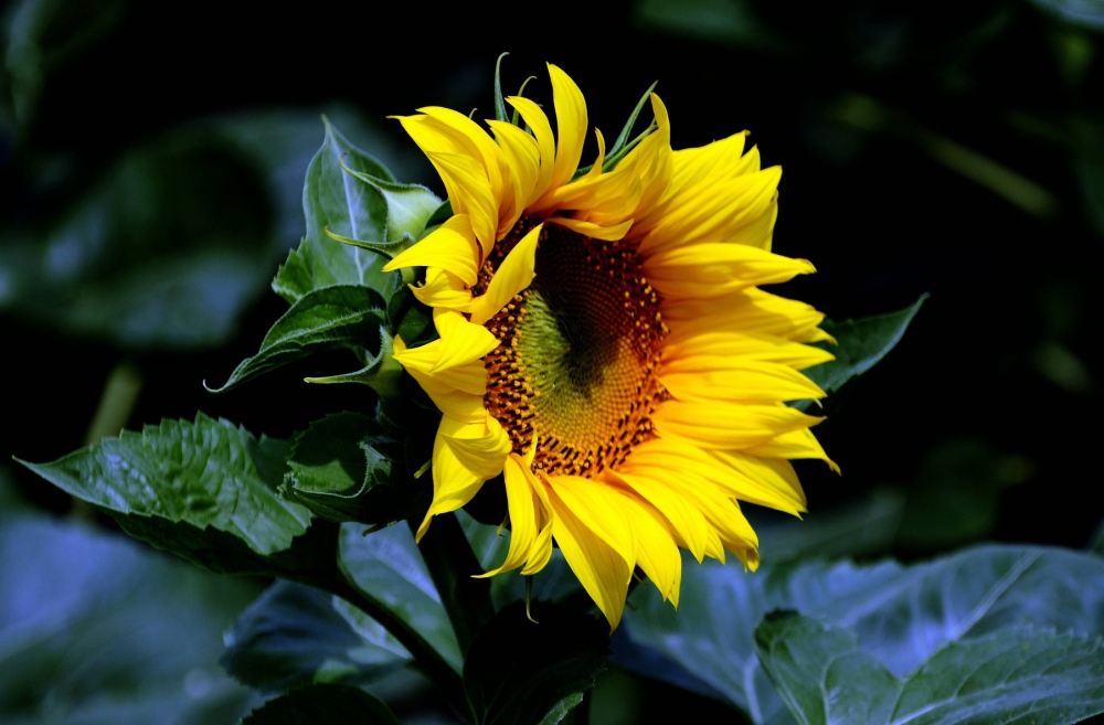 唯美清新的向日葵植物高清图片