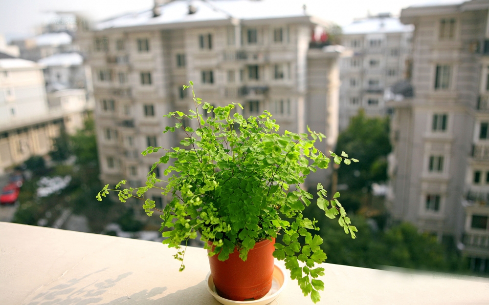 清新护眼铁线蕨草本植物壁纸图片