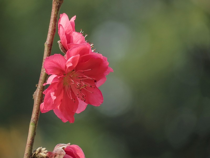 艳丽的桃花图片