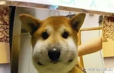 一些敢于和马蜂做斗争的汪星人,又心疼又好笑感觉其他汪都怕了,就二哈一脸不服气.