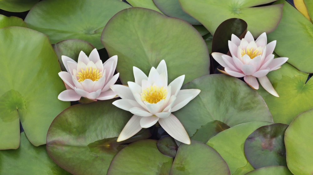 各色的鲜花桌面壁纸