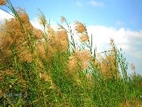 冬日的芒花