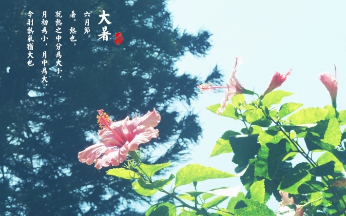 大暑节气高清桌面壁纸下载