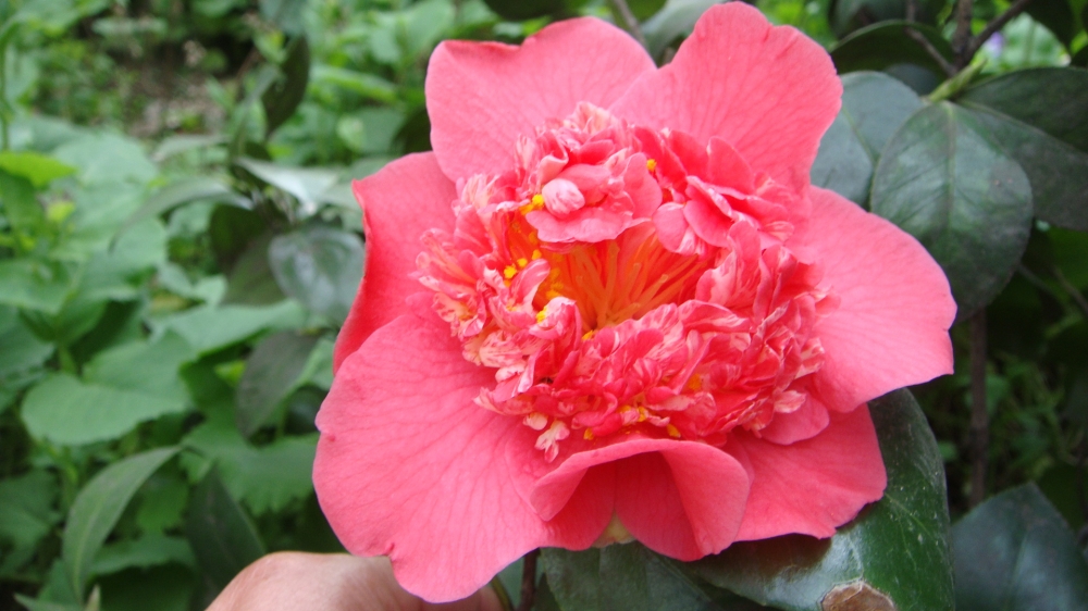 摄影缤纷艳丽的山茶花清新花草图片