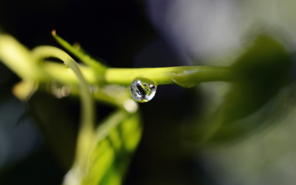 绿叶上的雨滴 露珠 水滴 水珠宽屏壁纸