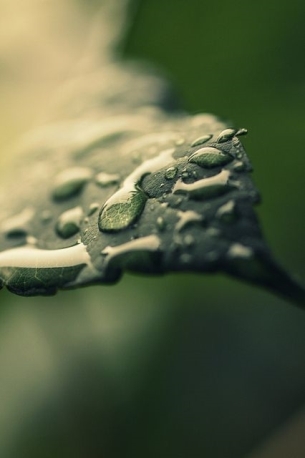 绿色的植物露珠