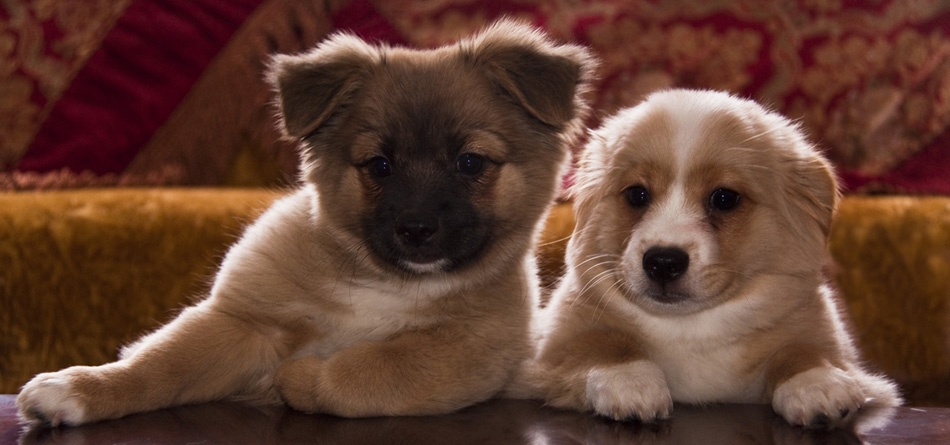 两只小狗,认真,观看节目,可爱动物壁纸