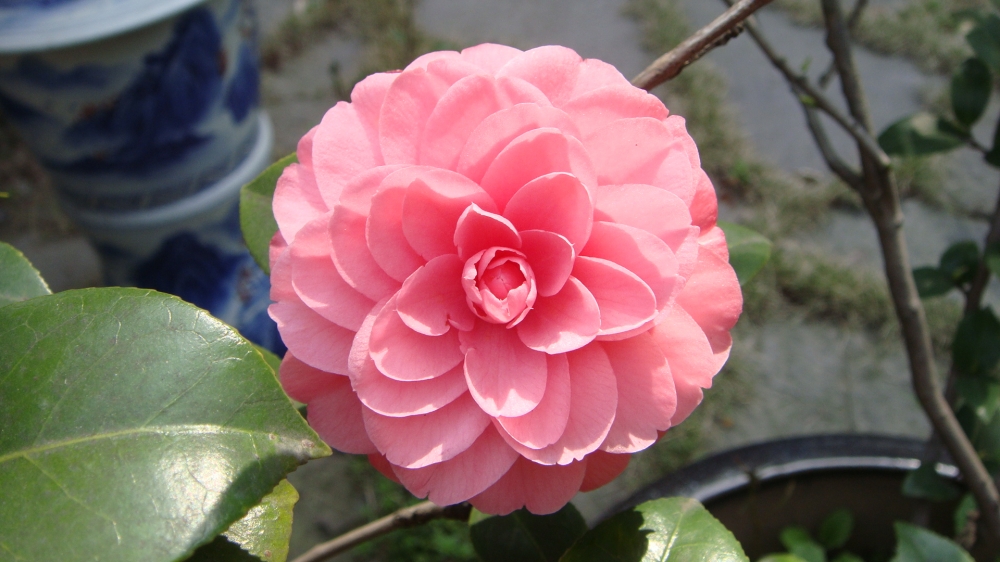 摄影缤纷艳丽的山茶花清新花草图片