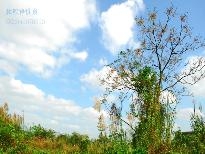 冬日的芒花