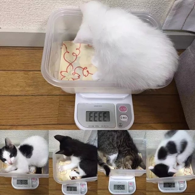 可爱の喵星人