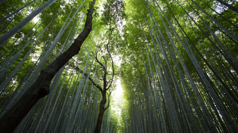 绿色竹林大自然护眼风景桌面壁纸