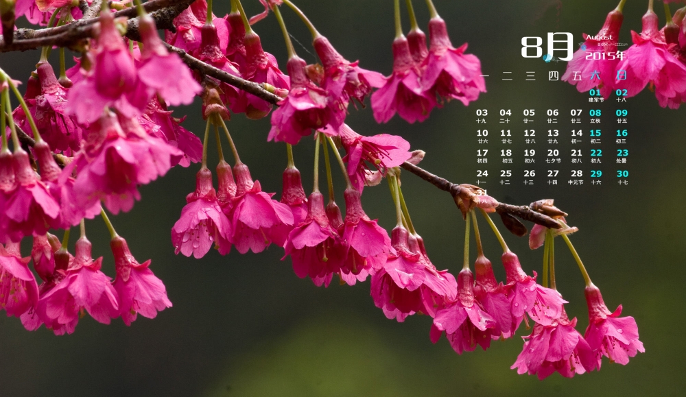 2015年8月日历精选日本山樱花桌面壁纸图片下载