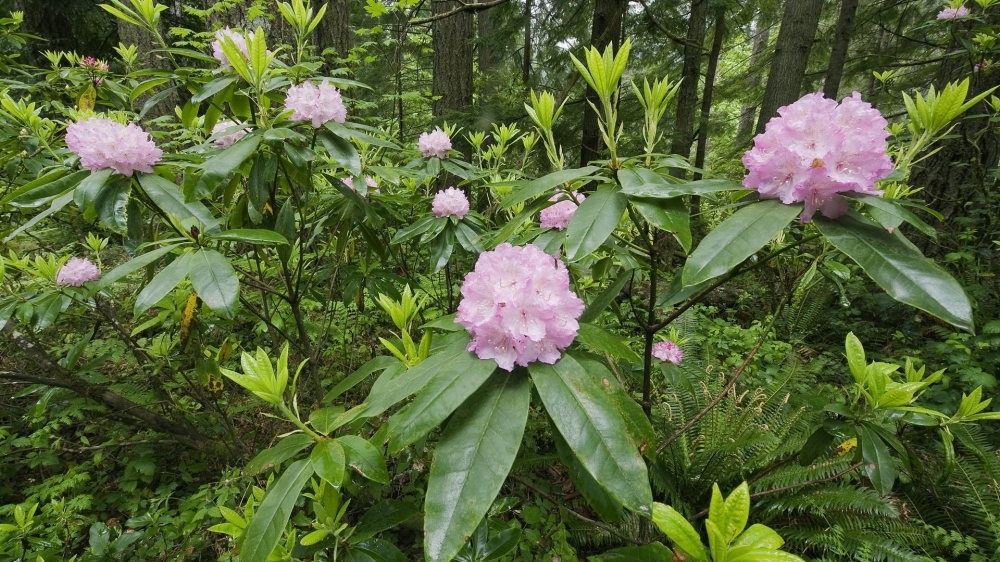 各色的鲜花桌面壁纸
