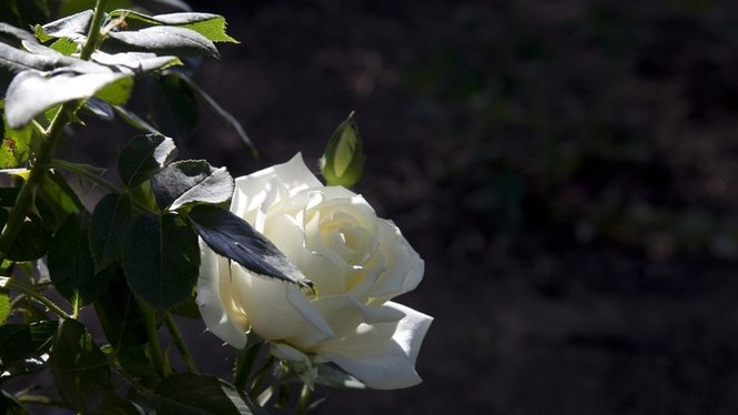 摄影鲜艳迷人的玫瑰花高清图片赏析
