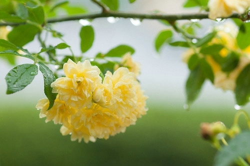 秘密花园 唯美飘花图片