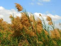 冬日的芒花