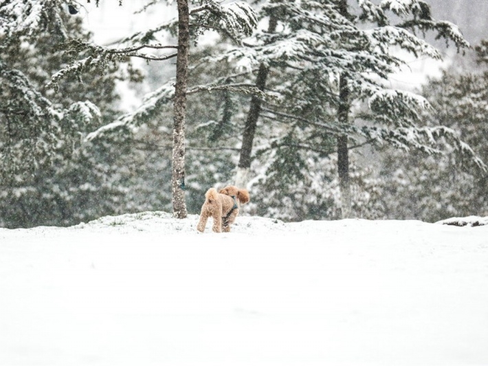 冬季雪地里的小狗摄影高清电脑壁纸