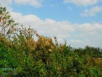 冬日的芒花