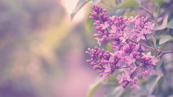 春暖花开电脑桌面壁纸