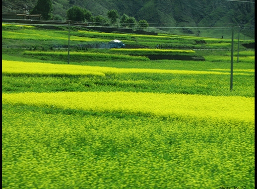 你宛如夏天的油菜花一样迷人耀眼