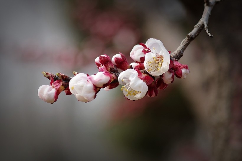 纯洁的杏花图片