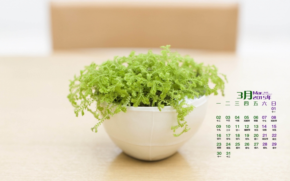 2015年3月日历壁纸简约清新的居家绿色盆栽护眼植物高清桌面图片下载