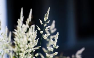 高清唯美花卉植物