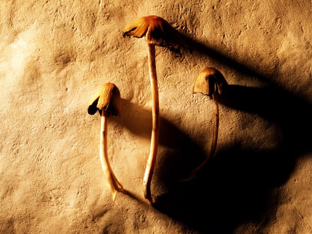 千年生物 第一辑