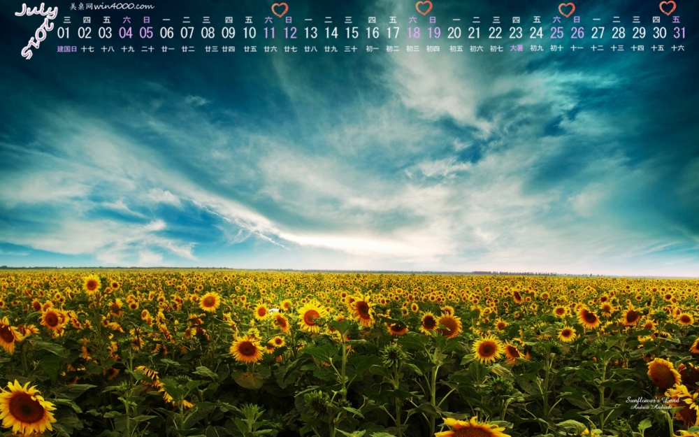2015年7月日历精选乌云密布太阳光向日葵高清植物花卉桌面壁纸下载