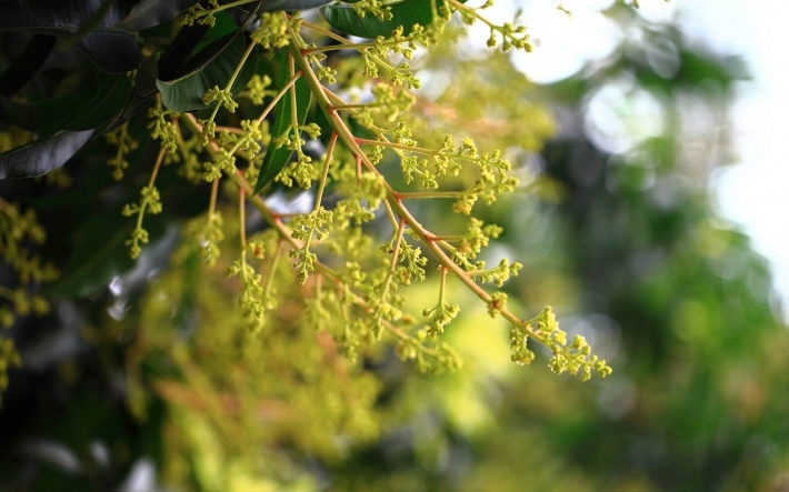 大暑节气高清桌面壁纸下载