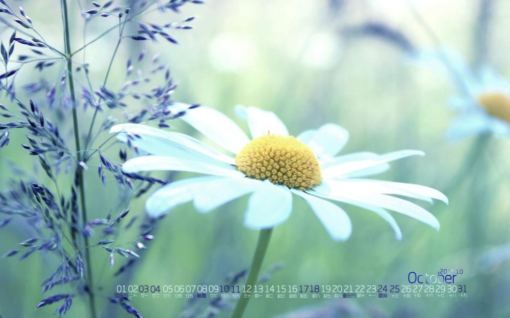 清新的10月花儿日历