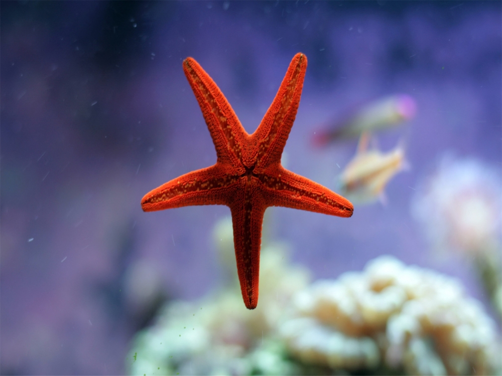 海星贝壳唯美图片沙滩美景高清电脑壁纸免费下载