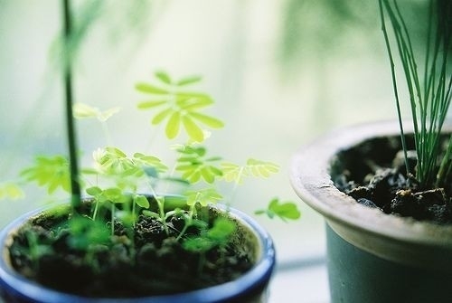 植物盆栽清新唯美图片