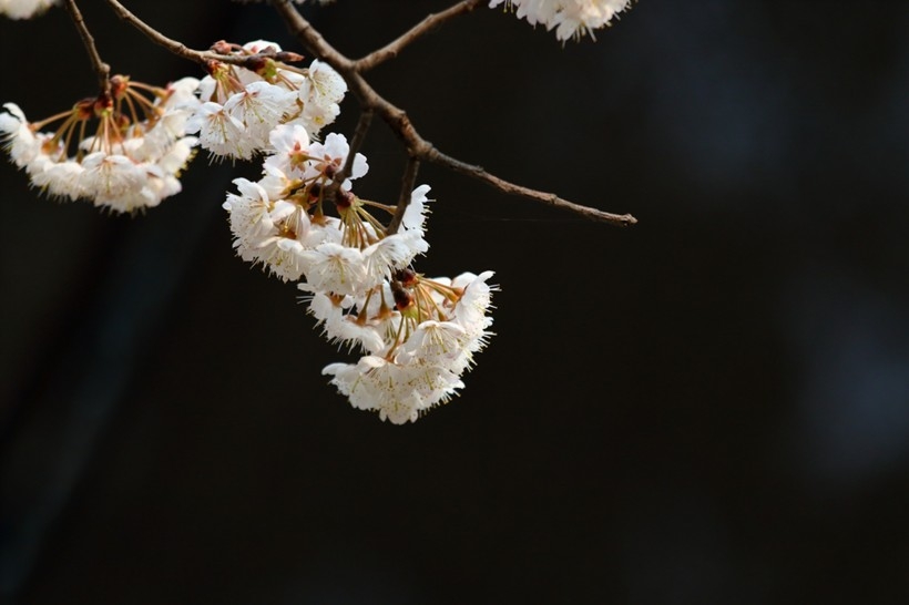 白色和粉色樱花图片