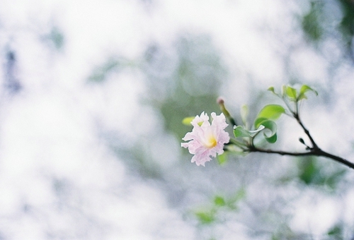 秘密花园 唯美飘花图片