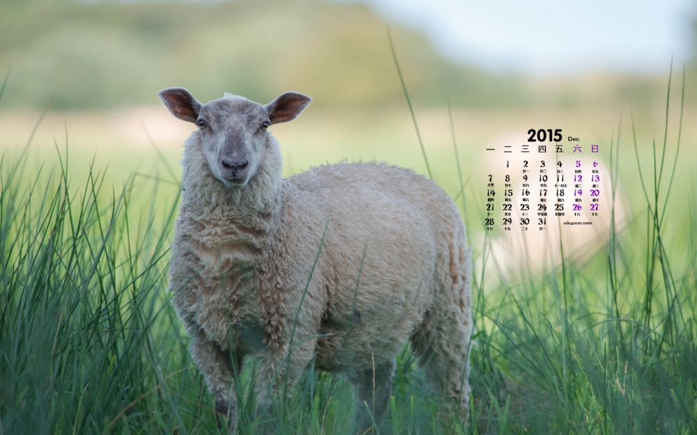 2015年12月日历好看的绵羊电脑壁纸图片下载