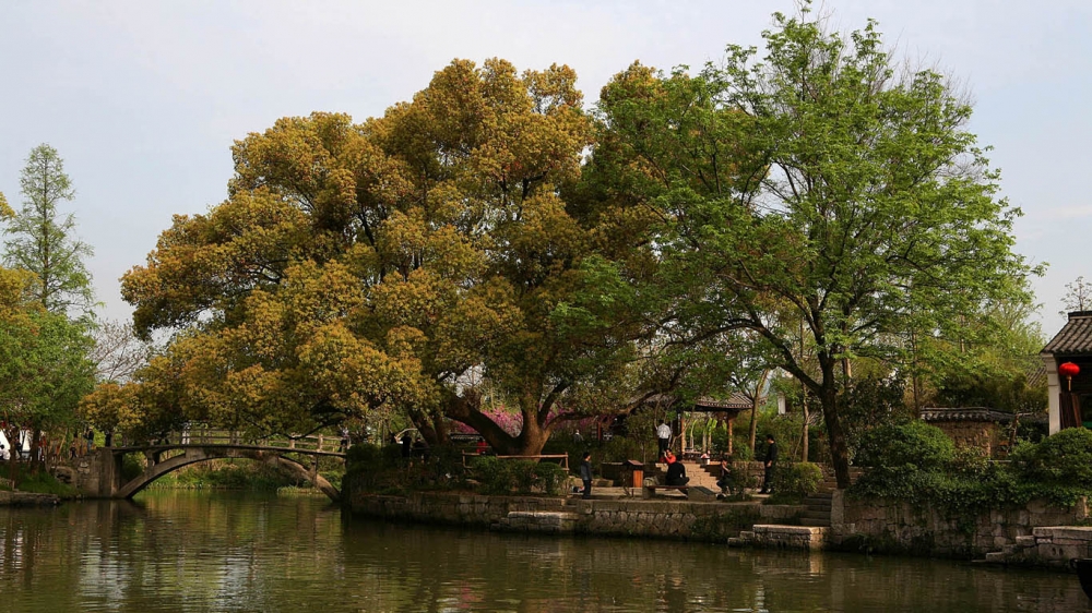 西溪湿地公园