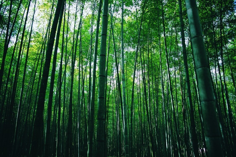 唯美南山竹海清新风景图片