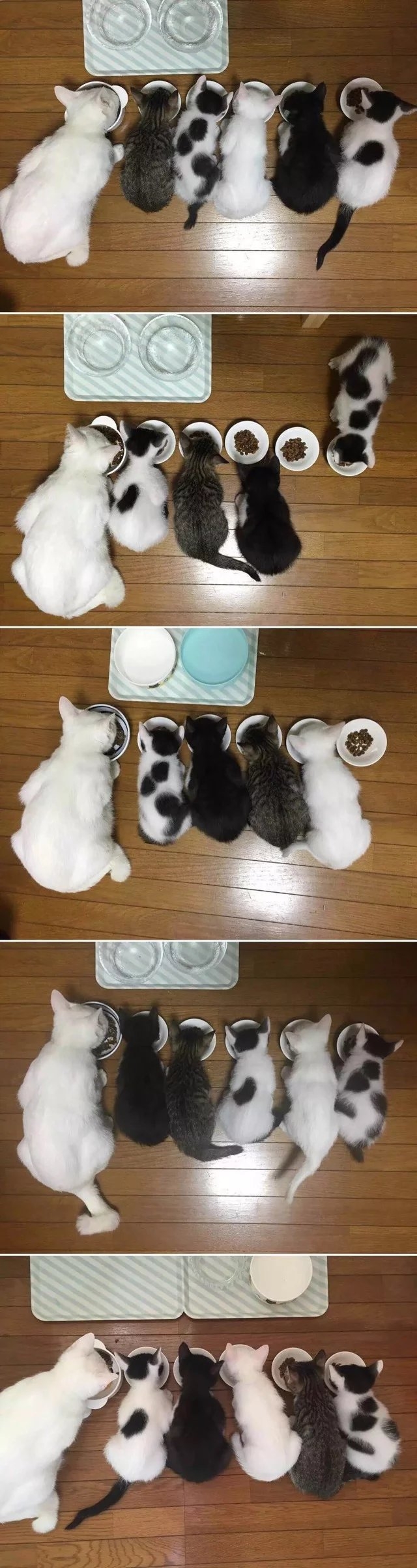 可爱の喵星人