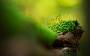 绿色植物美景
