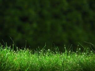绿色植物美景