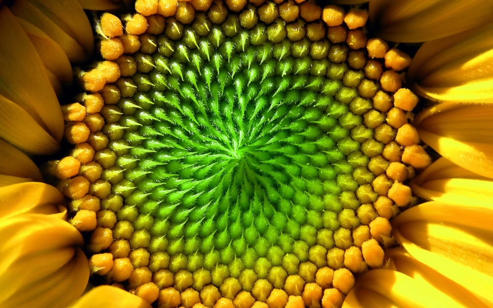 植物向日葵特写高清电脑桌面壁纸