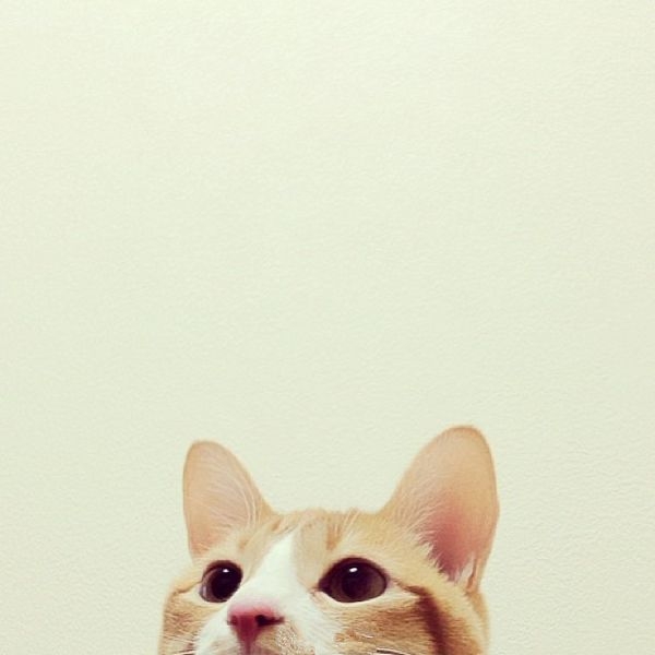 无处不在的猫咪