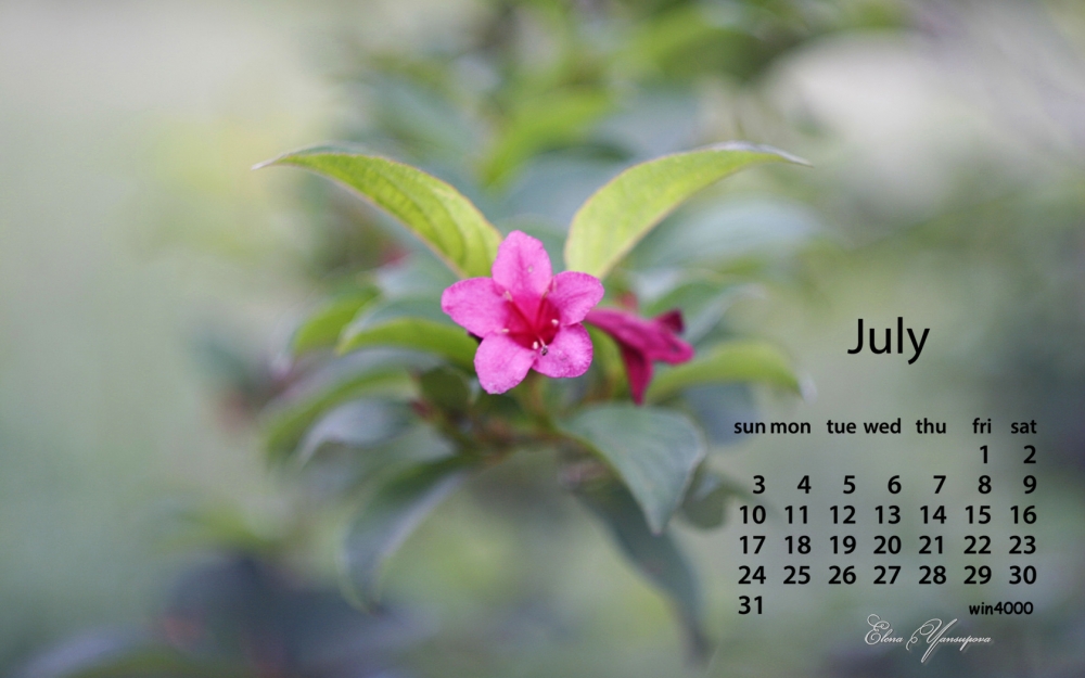 2016年7月日历唯美花卉摄影电脑桌面壁纸下载